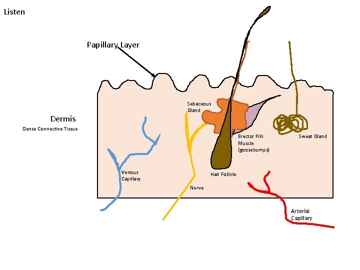 Listen Papillary Layer Sebaceous Gland Dermis Dense Connective Tissue Erector Pilli Muscle (goosebumps) Venous