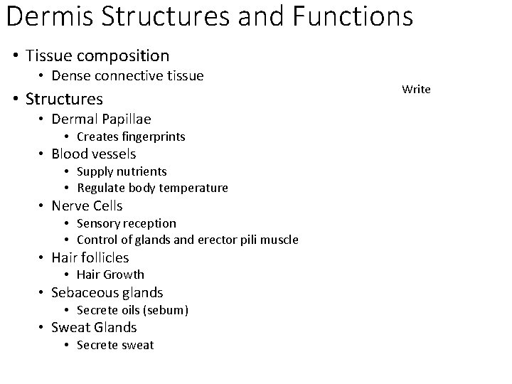 Dermis Structures and Functions • Tissue composition • Dense connective tissue • Structures •