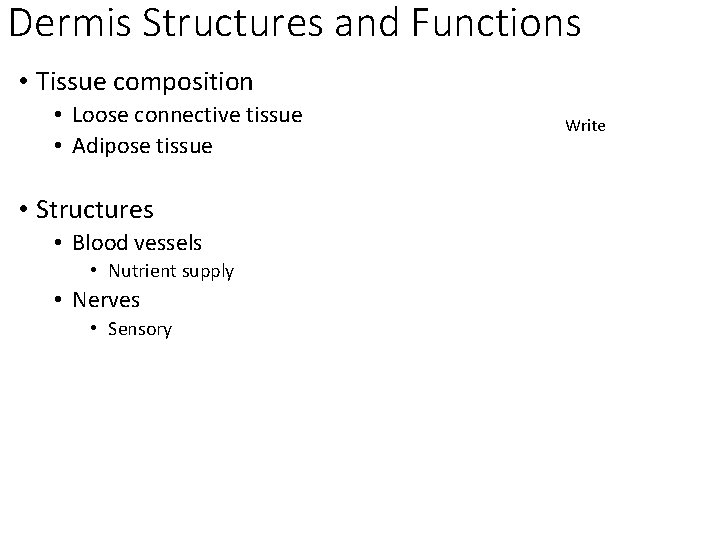Dermis Structures and Functions • Tissue composition • Loose connective tissue • Adipose tissue