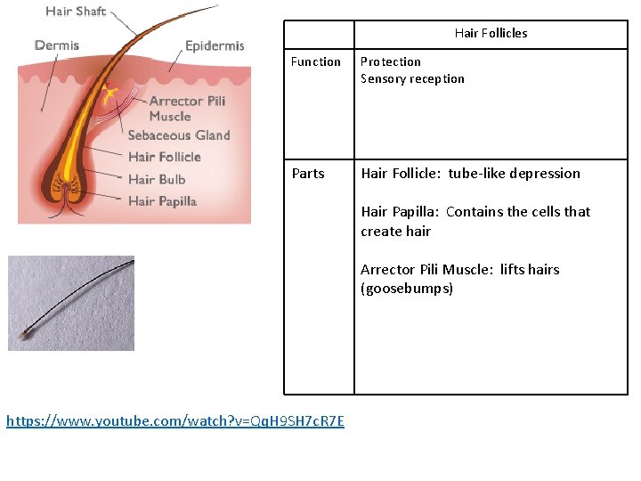 Hair Follicles Function Protection Sensory reception Parts Hair Follicle: tube-like depression Hair Papilla: Contains