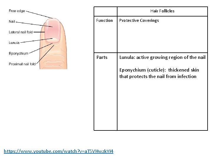 Hair Follicles Function Protective Coverings Parts Lunula: active growing region of the nail Eponychium