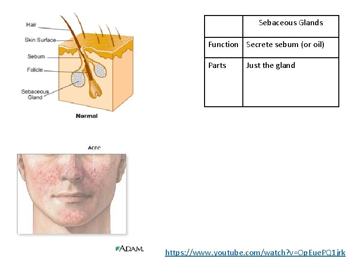 Sebaceous Glands Function Secrete sebum (or oil) Parts Just the gland https: //www. youtube.