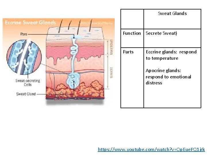 Sweat Glands Function Secrete Sweat) Parts Eccrine glands: respond to temperature Apocrine glands: respond