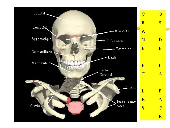 Frontal Temporal Zygomatique Les orbites Os nasal Ethmoïde Os maxillaire C O R S