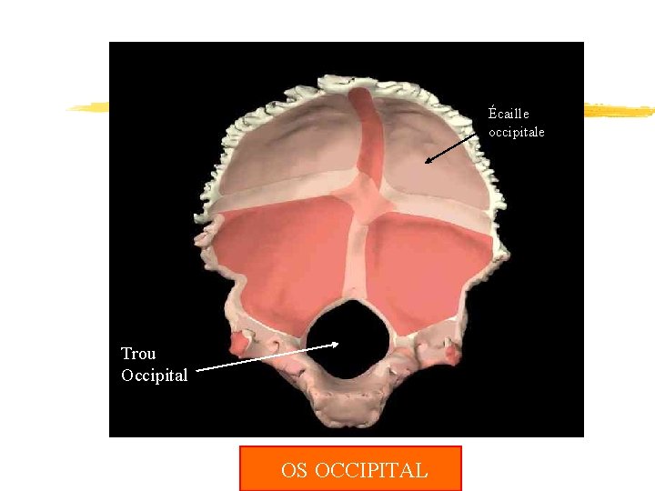 Écaille occipitale Trou Occipital OS OCCIPITAL 