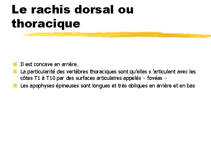 Le rachis dorsal ou thoracique z Il est concave en arrière. z La particularité