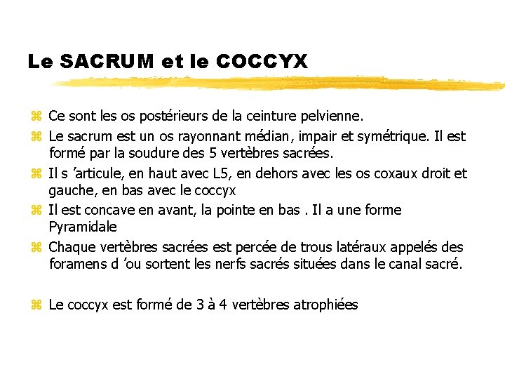 Le SACRUM et le COCCYX z Ce sont les os postérieurs de la ceinture