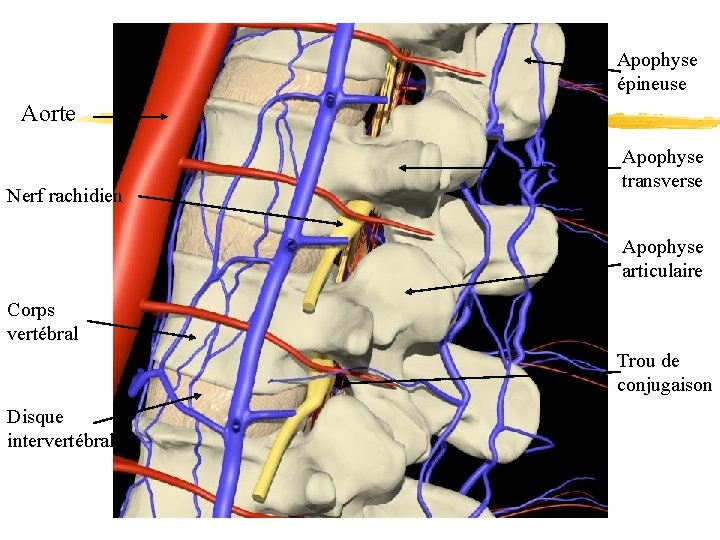 Apophyse épineuse Aorte Nerf rachidien Apophyse transverse Apophyse articulaire Corps vertébral Trou de conjugaison