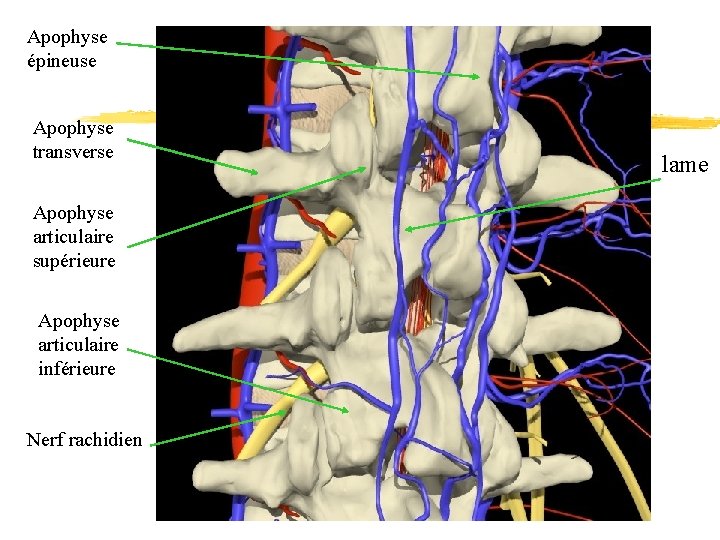 Apophyse épineuse Apophyse transverse Apophyse articulaire supérieure Apophyse articulaire inférieure Nerf rachidien lame 
