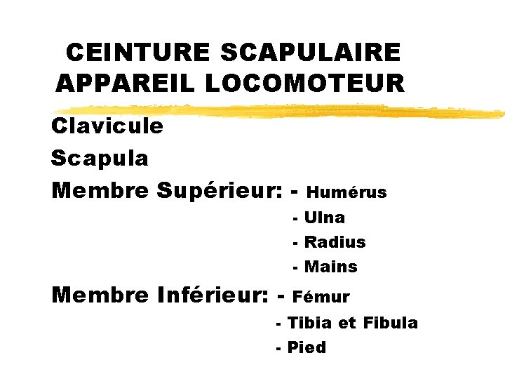 CEINTURE SCAPULAIRE APPAREIL LOCOMOTEUR Clavicule Scapula Membre Supérieur: - Humérus - Ulna - Radius