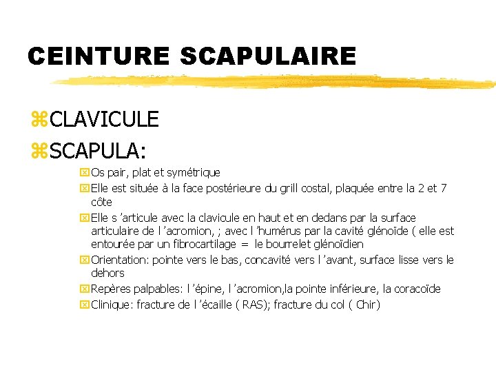 CEINTURE SCAPULAIRE z. CLAVICULE z. SCAPULA: x Os pair, plat et symétrique x Elle