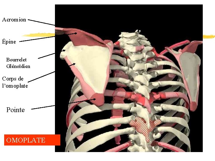Acromion Épine Bourrelet Glénoïdien Corps de l’omoplate Pointe OMOPLATE 
