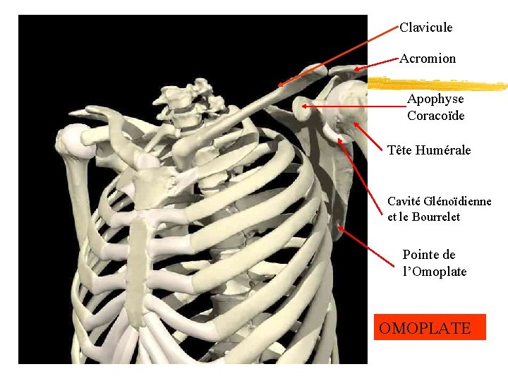 Clavicule Acromion Apophyse Coracoïde Tête Humérale Cavité Glénoïdienne et le Bourrelet Pointe de l’Omoplate