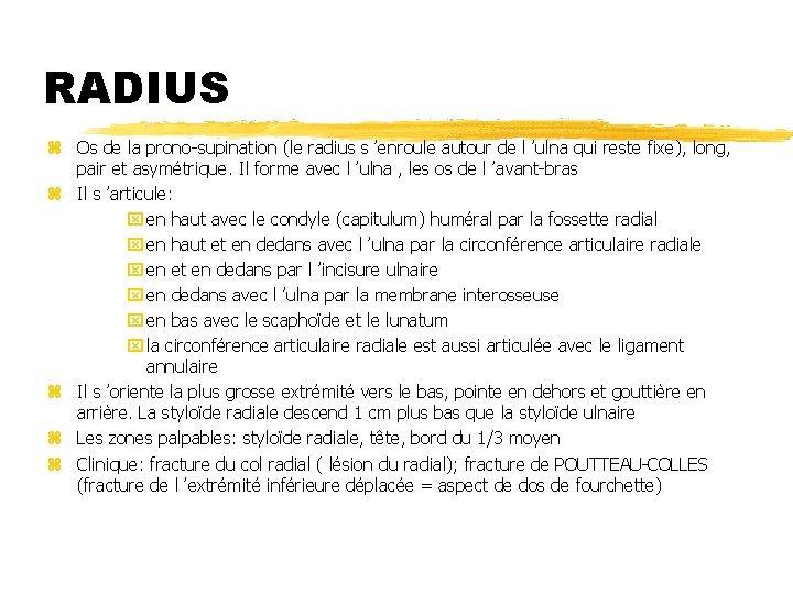 RADIUS z Os de la prono-supination (le radius s ’enroule autour de l ’ulna