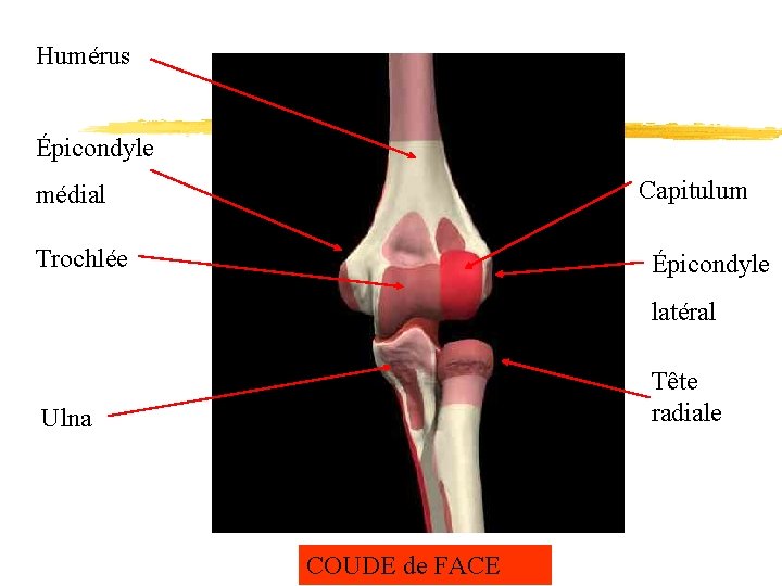Humérus Épicondyle Capitulum médial Trochlée Épicondyle latéral Tête radiale Ulna COUDE de FACE 