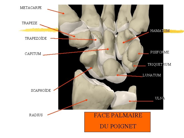 METACARPE TRAPEZE HAMATUM TRAPEZOÏDE PISIFORME CAPITUM TRIQUETRUM LUNATUM SCAPHOÏDE ULNA RADIUS FACE PALMAIRE DU