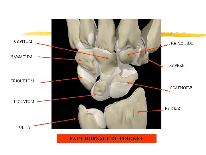 CAPITUM TRAPEZOÏDE HAMATUM TRAPEZE TRIQUETUM SCAPHOÏDE LUNATUM RADIUS ULNA FACE DORSALE DU POIGNET 