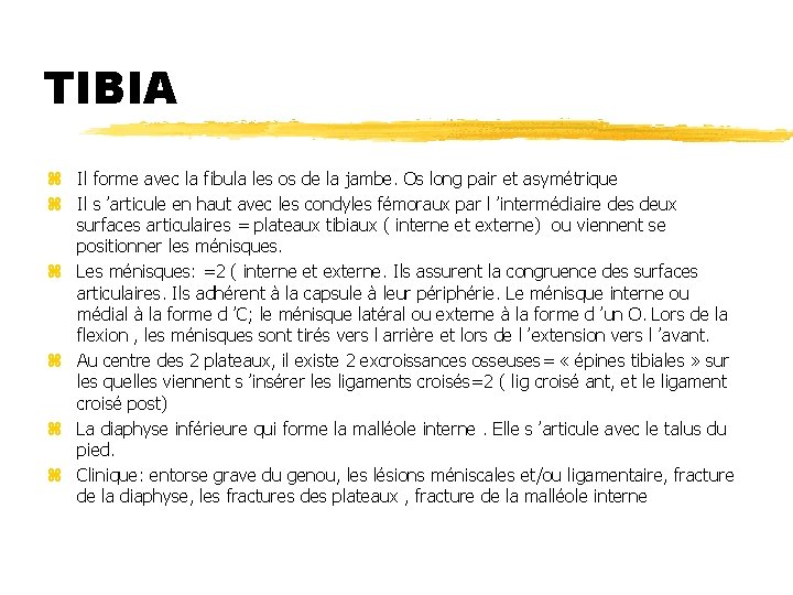 TIBIA z Il forme avec la fibula les os de la jambe. Os long