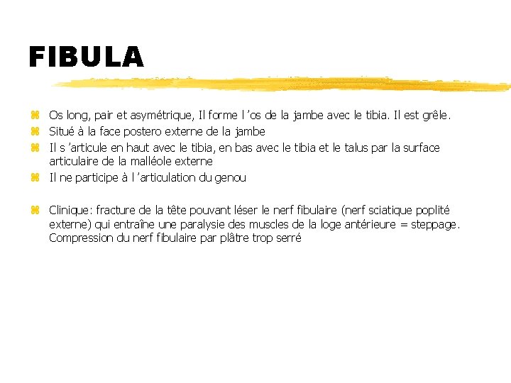 FIBULA z Os long, pair et asymétrique, Il forme l ’os de la jambe