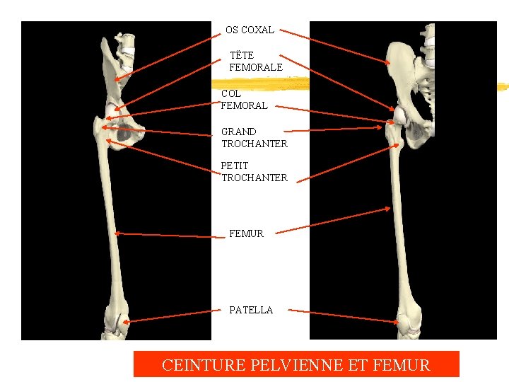 OS COXAL TËTE FEMORALE COL FEMORAL GRAND TROCHANTER PETIT TROCHANTER FEMUR PATELLA CEINTURE PELVIENNE