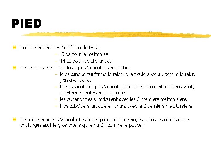 PIED z Comme la main : - 7 os forme le tarse, – 5