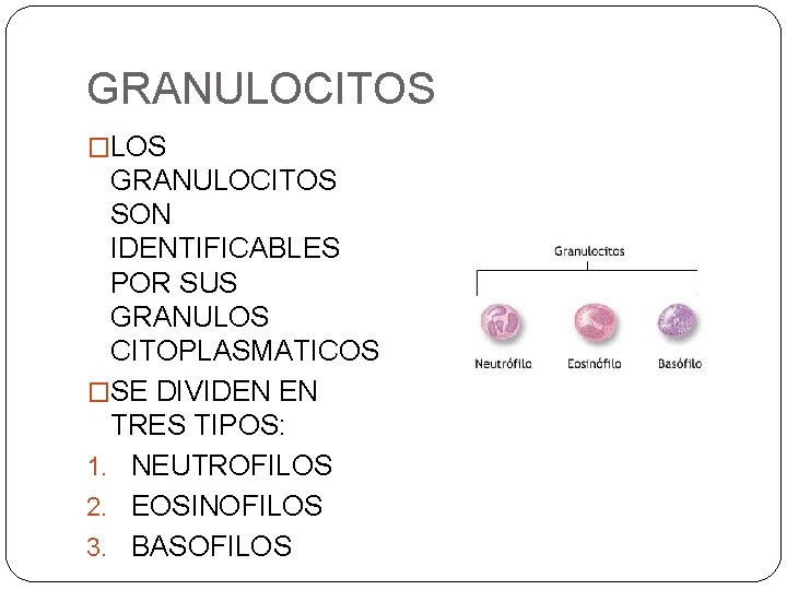 GRANULOCITOS �LOS GRANULOCITOS SON IDENTIFICABLES POR SUS GRANULOS CITOPLASMATICOS �SE DIVIDEN EN TRES TIPOS: