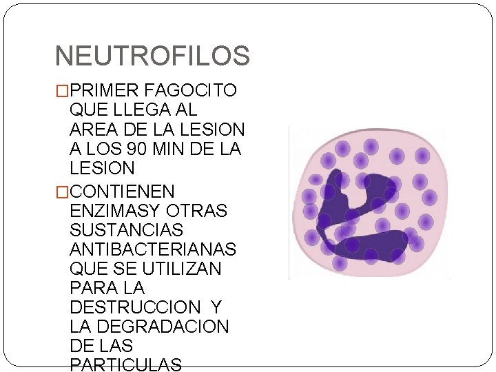 NEUTROFILOS �PRIMER FAGOCITO QUE LLEGA AL AREA DE LA LESION A LOS 90 MIN