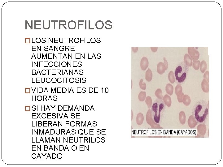 NEUTROFILOS � LOS NEUTROFILOS EN SANGRE AUMENTAN EN LAS INFECCIONES BACTERIANAS LEUCOCITOSIS � VIDA