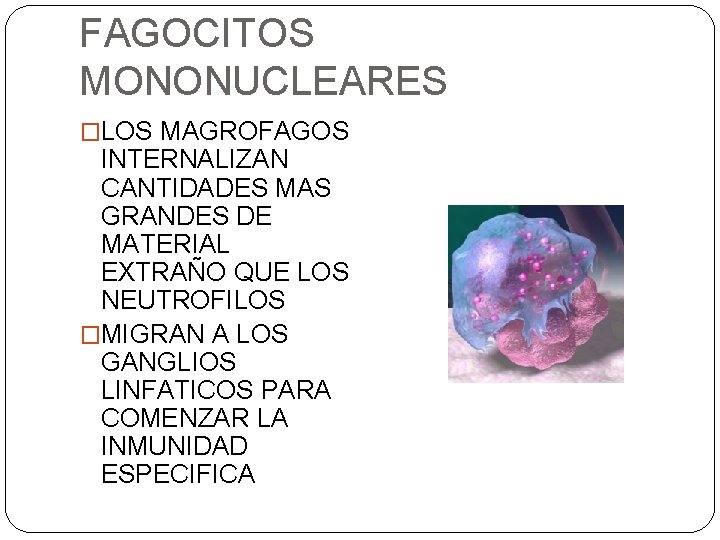 FAGOCITOS MONONUCLEARES �LOS MAGROFAGOS INTERNALIZAN CANTIDADES MAS GRANDES DE MATERIAL EXTRAÑO QUE LOS NEUTROFILOS