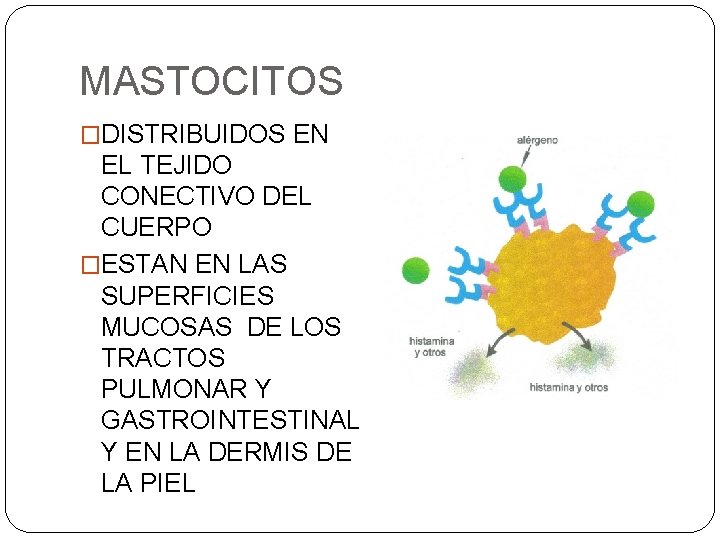 MASTOCITOS �DISTRIBUIDOS EN EL TEJIDO CONECTIVO DEL CUERPO �ESTAN EN LAS SUPERFICIES MUCOSAS DE