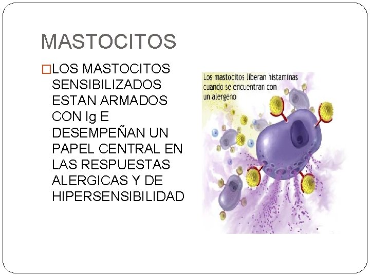 MASTOCITOS �LOS MASTOCITOS SENSIBILIZADOS ESTAN ARMADOS CON Ig E DESEMPEÑAN UN PAPEL CENTRAL EN