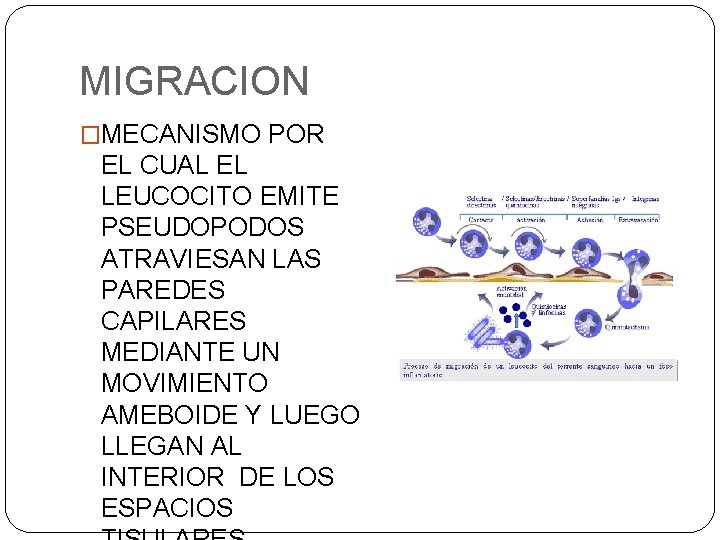 MIGRACION �MECANISMO POR EL CUAL EL LEUCOCITO EMITE PSEUDOPODOS ATRAVIESAN LAS PAREDES CAPILARES MEDIANTE