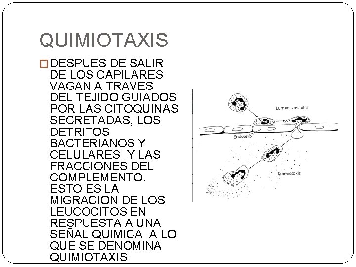 QUIMIOTAXIS � DESPUES DE SALIR DE LOS CAPILARES VAGAN A TRAVES DEL TEJIDO GUIADOS