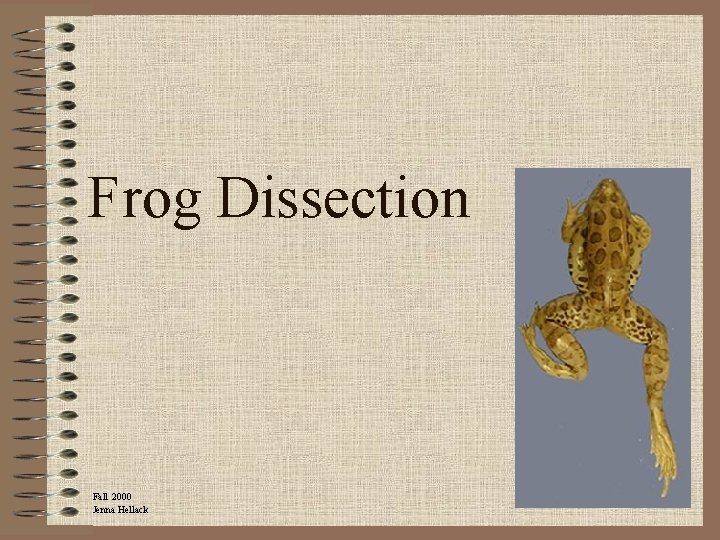 Frog Dissection Fall 2000 Jenna Hellack 