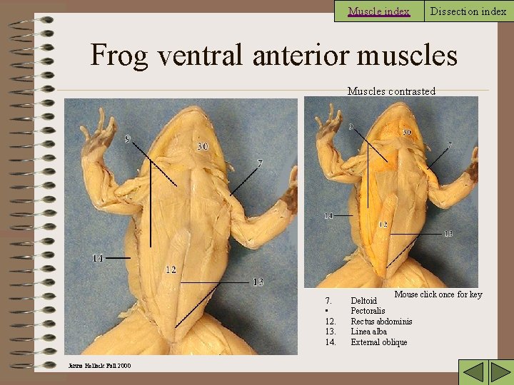 Muscle index Dissection index Frog ventral anterior muscles Muscles contrasted 7. • 12. 13.