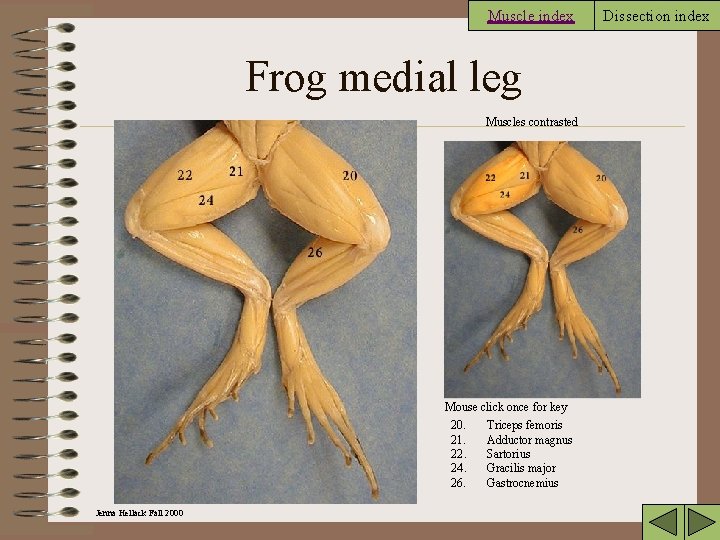 Muscle index Frog medial leg Muscles contrasted Mouse click once for key 20. Triceps