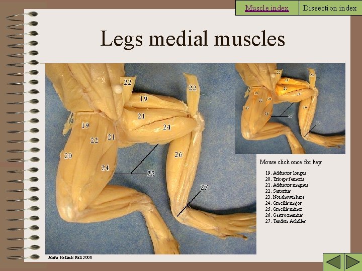 Muscle index Dissection index Legs medial muscles Mouse click once for key 19. Adductor
