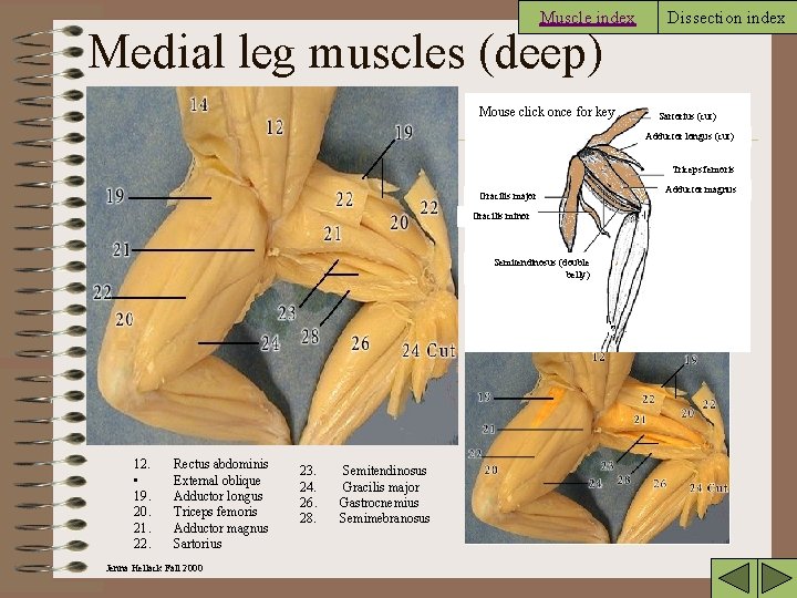 Muscle index Medial leg muscles (deep) Mouse click once for key Dissection index Sartorius