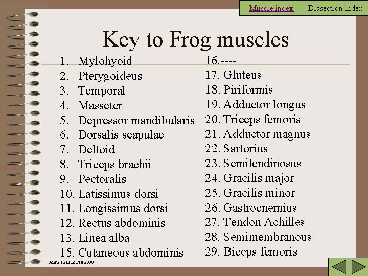 Muscle index Dissection index Key to Frog muscles 1. Mylohyoid 2. Pterygoideus 3. Temporal