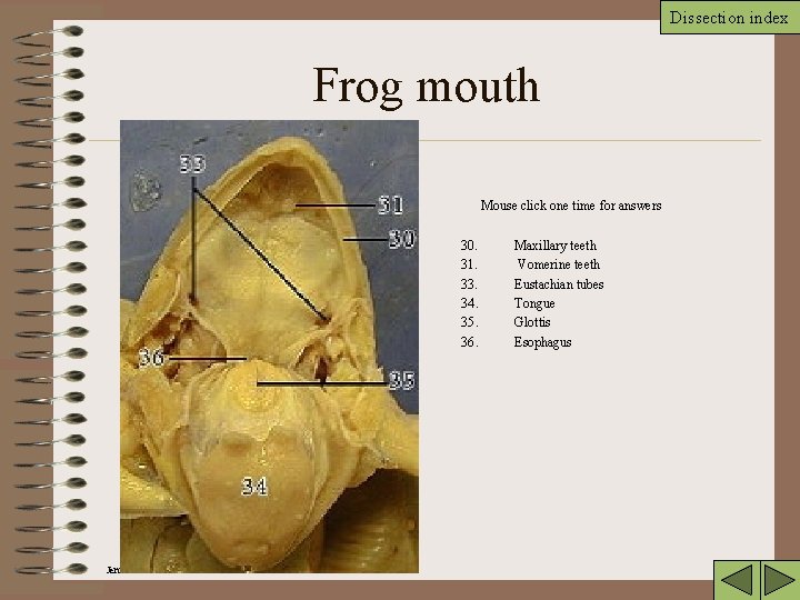 Dissection index Frog mouth Mouse click one time for answers 30. 31. 33. 34.