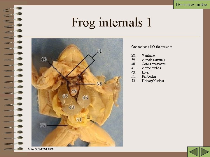Dissection index Frog internals 1 One mouse click for answers 38. 39. 40. 41.