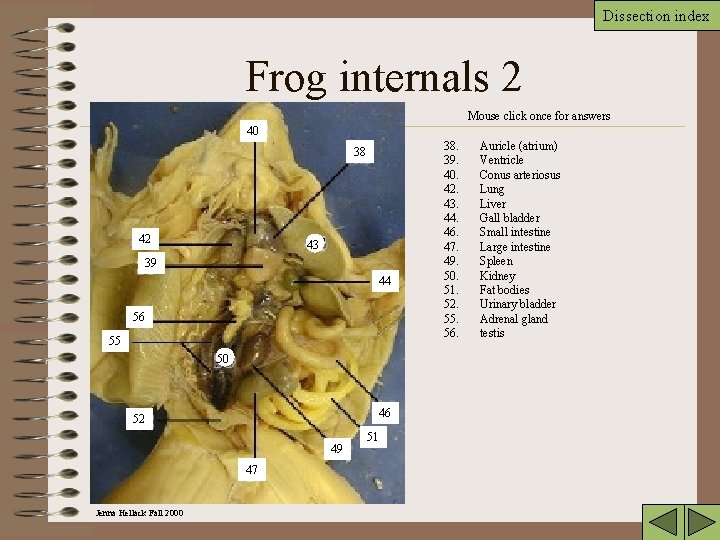 Dissection index Frog internals 2 Mouse click once for answers 40 38 42 43