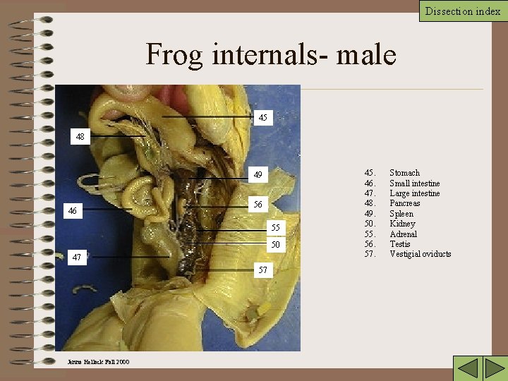 Dissection index Frog internals- male 45 48 49 46 56 55 50 47 57