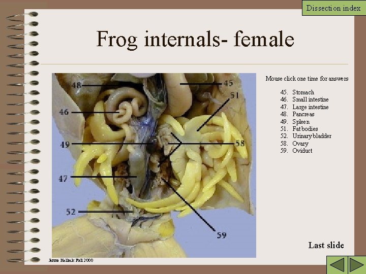 Dissection index Frog internals- female Mouse click one time for answers 45. 46. 47.