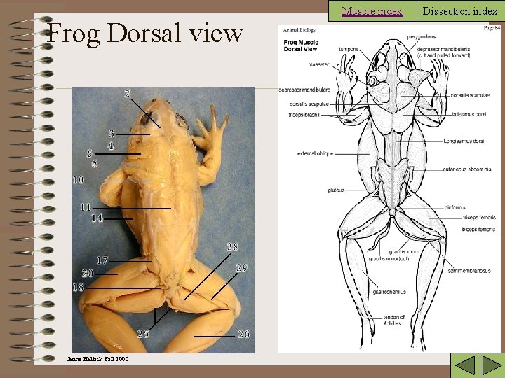 Frog Dorsal view Jenna Hellack Fall 2000 Muscle index Dissection index 