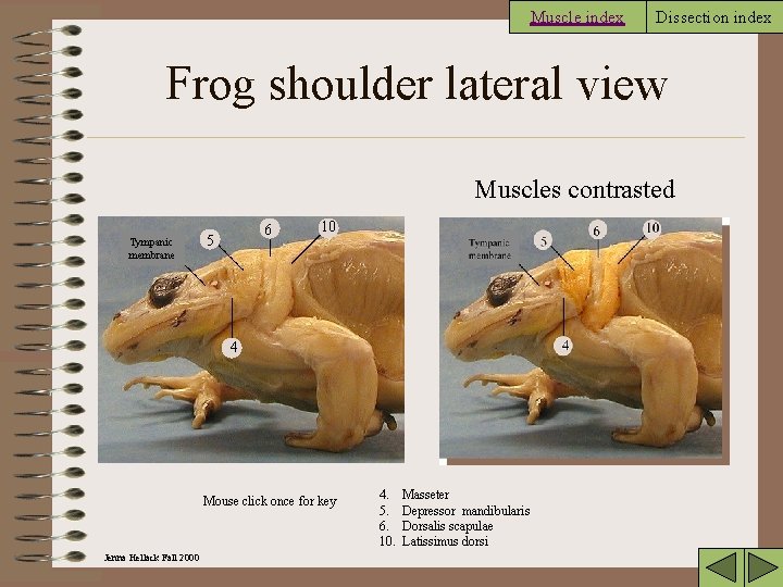Muscle index Dissection index Frog shoulder lateral view Muscles contrasted Tympanic membrane 6 5
