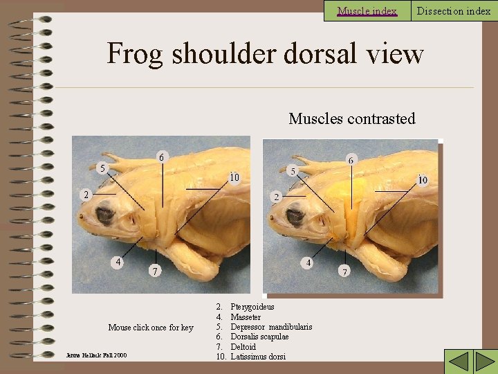 Muscle index Dissection index Frog shoulder dorsal view Muscles contrasted 6 5 10 2