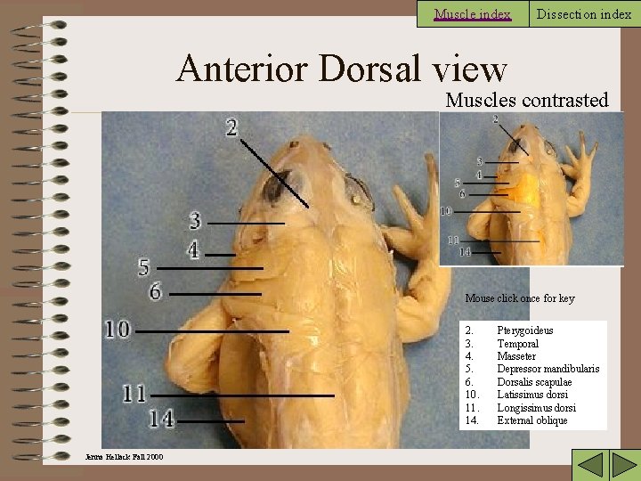 Muscle index Dissection index Anterior Dorsal view Muscles contrasted Mouse click once for key