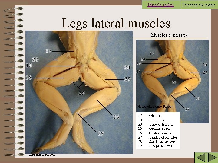 Muscle index Dissection index Legs lateral muscles Muscles contrasted Mouse click once for key