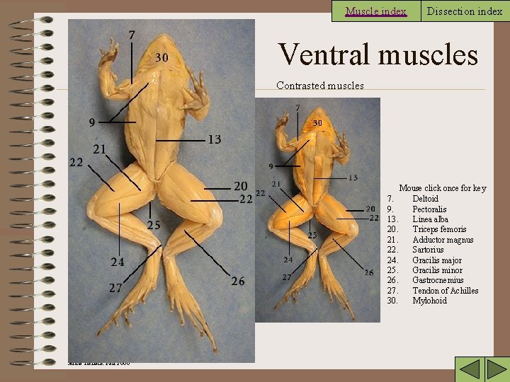 Muscle index Dissection index Ventral muscles Contrasted muscles Mouse click once for key 7.